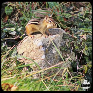 young chipmunk with a peanut in its mouth standing on a rock by Bunny Hollow
