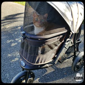 Oliver in his buggy at the driveway, looking up at the camera.