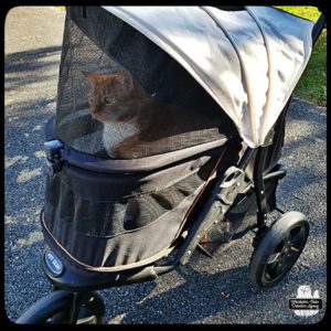 Oliver in his buggy at the driveway. Something has his attention.