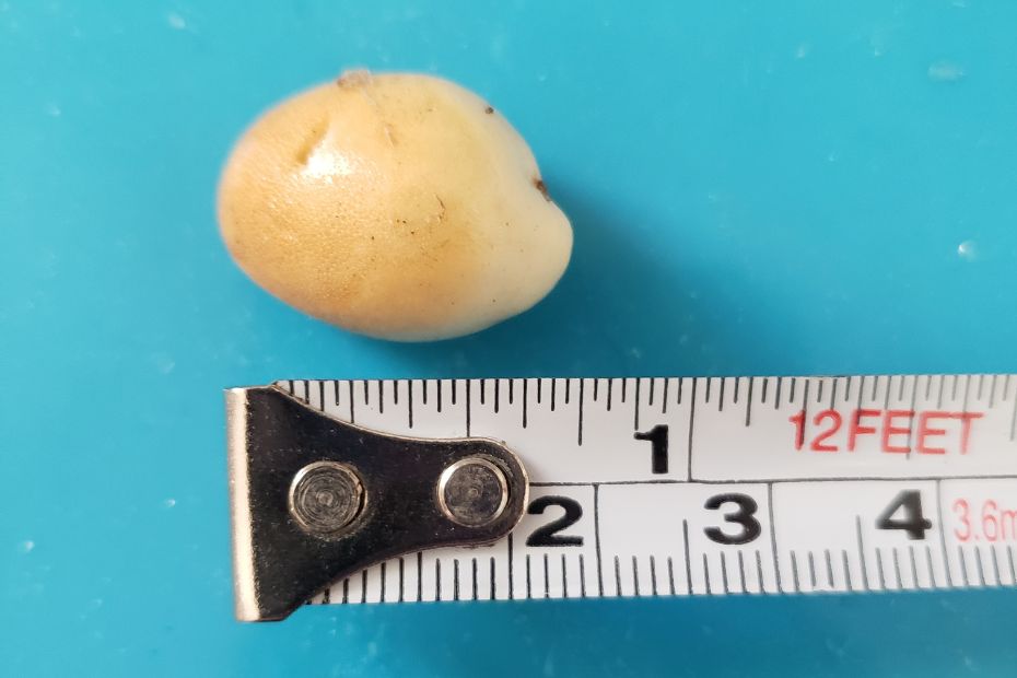mysterious egg-like evidence next to a measuring tape showing it is three-quarters of an inch long on blue mat.