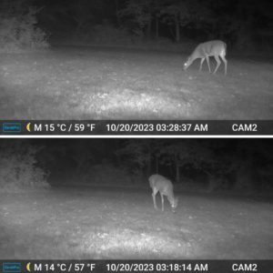 top: doe eating from bird seed and peanut butter pile bottom: small buck eating from pile