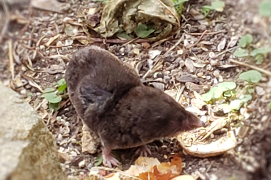 adult northern short-tailed shrew eating peanuts