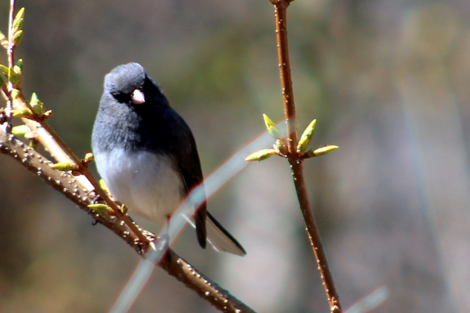 dark eyed junco perched on a small forsythia branch