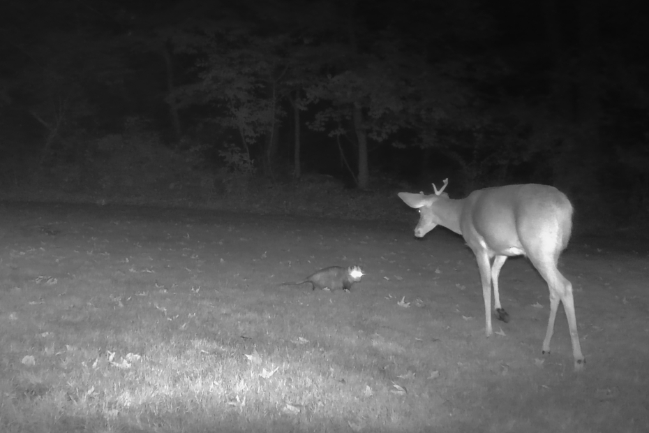 opossum vs deer