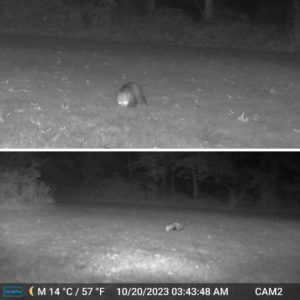 top: opossum eating from bird seed and peanut butter pile bottom: same but not zoomed in