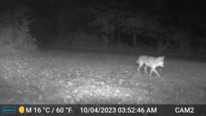 coyote caught on trailcam at night