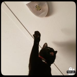 black cat Gus near the ceiling reaching for a light fixture and licking his chops
