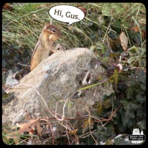 close up of chipmunk with a peanut in his mouth: "Hi, Gus."