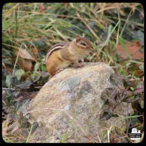 close up of chipmunk