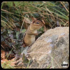 close up of chipmunk