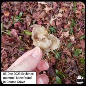 05-Dec-2023 Amber holding the white-tailed deer bone approximately 2 inches wide, somewhat heart-shaped, in Gnome Grove