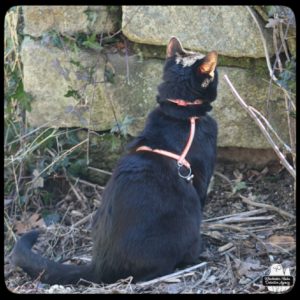 black cat Gus staring up right next to a rock wall