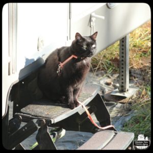 Gus sitting on the trailer steps