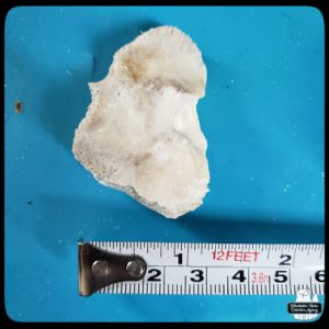 white-tailed deer bone approximately 1 inch long