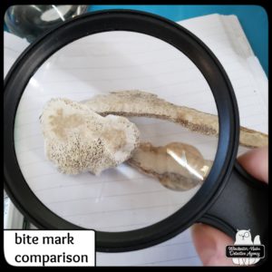 tibia fragment next to a rib fragment to compare the scavenger bite marks through a magnifying glass, 2023