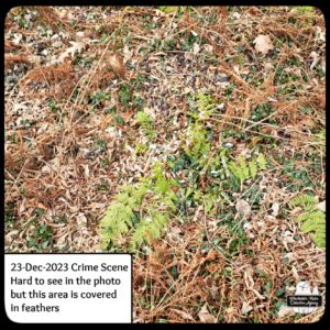 mourning dove feathers on the ground; crime scene 23-Dec-2023
