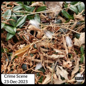 mourning dove feathers on the ground; crime scene 23-Dec-2023