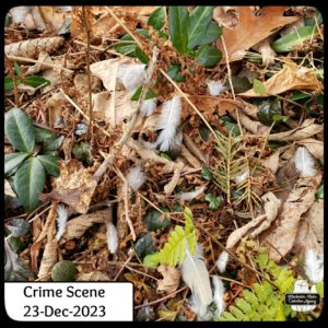 mourning dove feathers on the ground; crime scene 23-Dec-2023