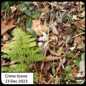 mourning dove feathers on the ground; crime scene 23-Dec-2023