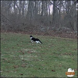 caught on trailcam, black and white swirled pattern cat we call Lokai on February 6, 2024.
With a front paw up, head raised, the cat is focused on hunting something.