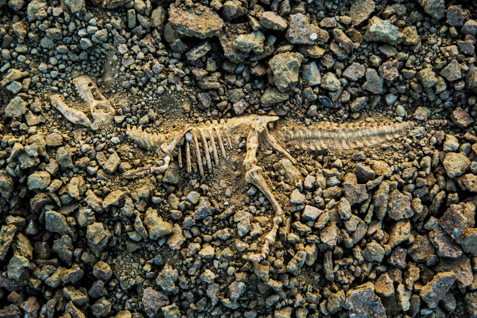 dinosaur skeleton in the ground stock image