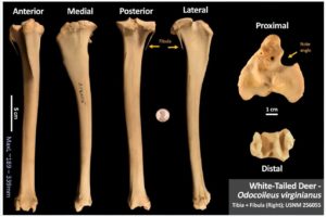 screencapture from boneidentification.com of white-tailed deer tibia shown at various angles