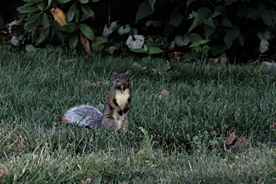 squirrel with long fangs