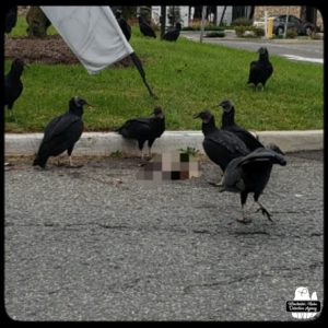 black vultures picking at a dead animal (pixelated)
