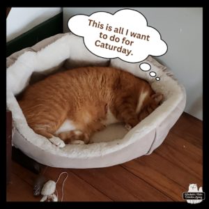 orange and white tabby Oliver curled up in his bed sleeping, "This is all I want to do for Caturday."