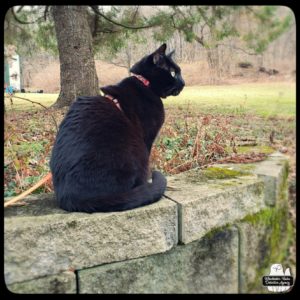 black cat Gus sitting on cinder block garden wall