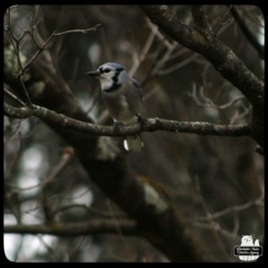 blue jay on a thin tree branch