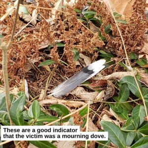mourning dove feathers on the ground; crime scene 23-Dec-2023
