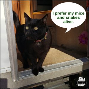 black cat Gus at the door of the trailer exiting; "I prefer my mice and snakes alive."
