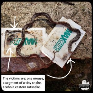Two glue traps stuck together with the large whole rat snake and part of a baby snake dead and a dead mouse (outside on the ground)