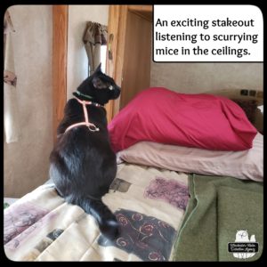 black cat Gus sitting on the bed inside the trailer conducting a stakeout by listening to all the scurrying mice in the ceilings.