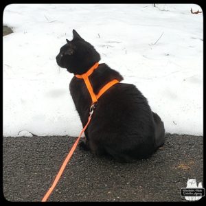 Gus wearing his new SurferCatMav orange harness on a snowy walk