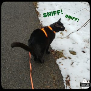 Gus on a snowy walk and stopping to sniff branches