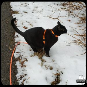 Gus on a snowy walk and stopping to sniff branches