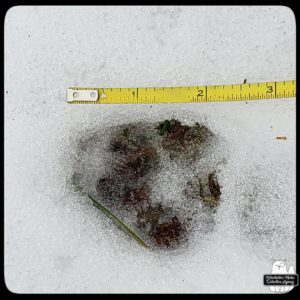 wildlife track next to measuring tape in the snow; bobcat or coyote
