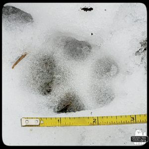 wildlife track next to measuring tape in the snow; bobcat or coyote