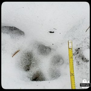 wildlife track next to measuring tape in the snow; bobcat or coyote