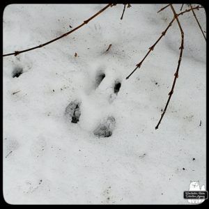 four critter paw prints in the snow, possibly squirrel