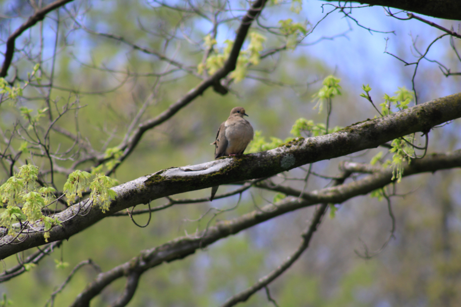 mourning dove on a tree branch