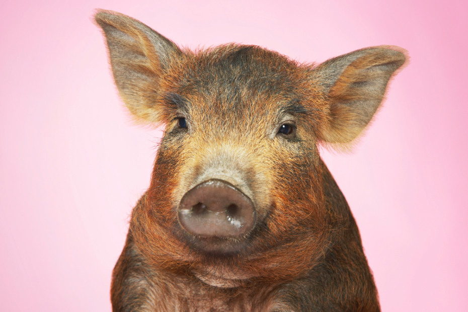 brown pig against pink background; stock image Adobe