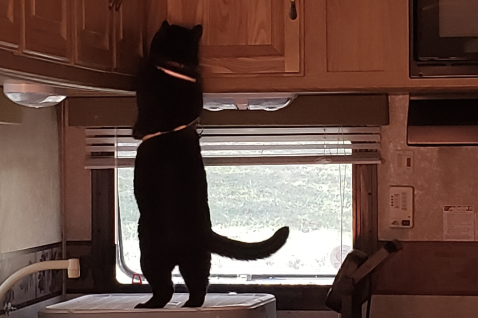 Gus standing on the countertop reaching up to the cabinets.