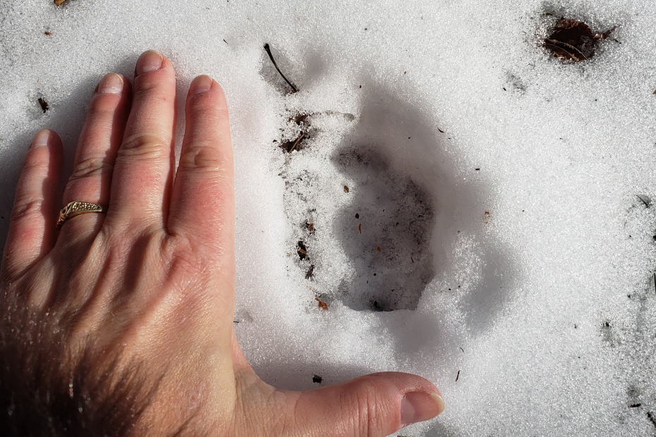 unknown wildlife track in the snow next to Amber's hand for scale