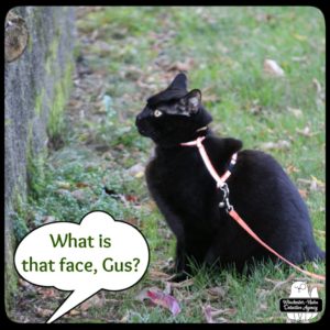 black cat Gus sitting in the grass in front of the garden wall as he has a funny face and ears almost back. word balloon: "What is that face, Gus?"