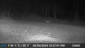 bobcat on trailcam