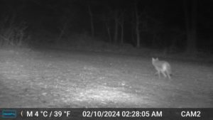 coyote on trailcam