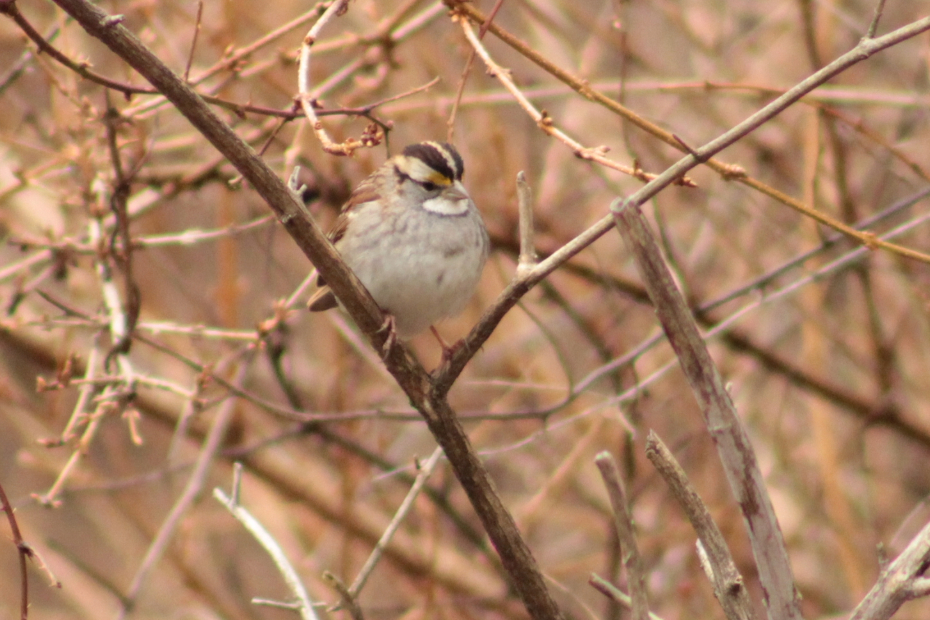 white-throated sparrow in bush